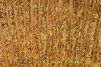 Histoxylographie : Scolopia heterophylla (Lam.) Sleumer, 1972