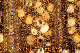Histoxylographie : Scolopia heterophylla (Lam.) Sleumer, 1972