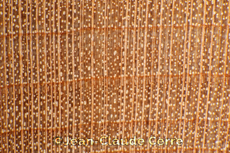 Histoxylographie : Acer saccharum Marshall subsp. saccharum