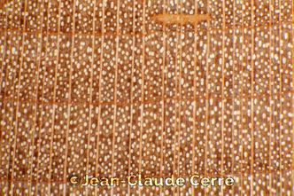 Histoxylographie : Acer saccharum Marshall subsp. saccharum
