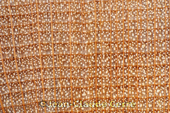 Histoxylographie : Acer saccharum Marshall subsp. saccharum