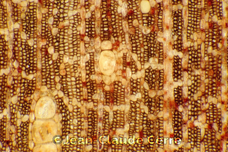Histoxylographie : Albizia lebbeck (L.) Benth., 1844