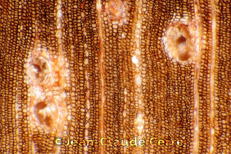 Histoxylographie : Astronium graveolens Jacq. var. graveolens