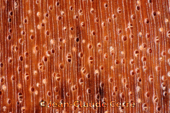 Histoxylographie : Astronium graveolens Jacq. var. graveolens