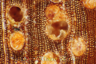 Histoxylographie : Astronium graveolens Jacq. var. graveolens
