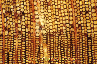 Histoxylographie : Callitris rhomboidea R. Br. ex Rich. & A. Rich., 1826