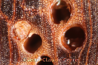 Histoxylographie : Calophyllum brasiliense Camb. var. brasiliense