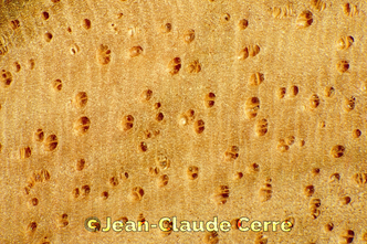 Histoxylographie : Ceiba aesculifolia (Kunth) Britten & Baker f. subsp. aesculifolia