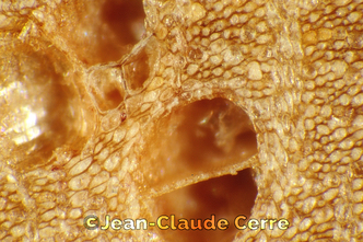 Histoxylographie : Ceiba aesculifolia (Kunth) Britten & Baker f. subsp. aesculifolia