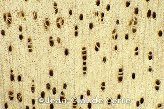 Histoxylographie : Ceiba aesculifolia (Kunth) Britten & Baker f. subsp. aesculifolia