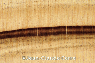 Histoxylographie : Cryptomeria japonica (Thunb. ex L. f.) D. Don, 1839