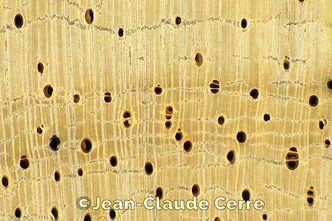 Histoxylographie : Quassia undulata (Guill. & Perr.) D. Dietr., 1840