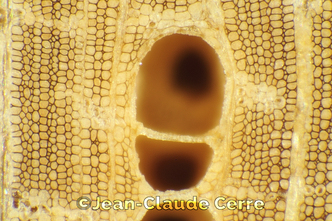 Histoxylographie : Quassia undulata (Guill. & Perr.) D. Dietr., 1840