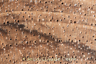 Histoxylographie : Juglans regia L., 1753