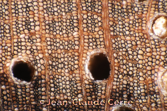 Histoxylographie : Juglans regia L., 1753