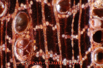 Histoxylographie : Manilkara bidentata (A. DC.) A. Chev. subsp. bidentata