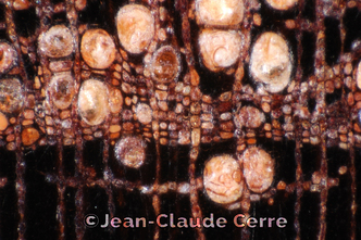 Histoxylographie : Manilkara bidentata (A. DC.) A. Chev. subsp. bidentata