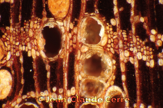 Histoxylographie : Manilkara bidentata (A. DC.) A. Chev. subsp. bidentata