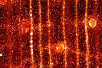 Histoxylographie : Brosimum guianense (Aubl.) Huber ex Ducke, 1913