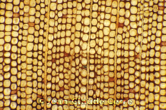 Histoxylographie : Afrocarpus falcatus (Thunb.) C.N. Page, 1988