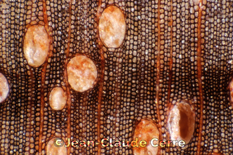 Histoxylographie : Protium heptaphyllum (Aubl.) Marchand subsp. heptaphyllum