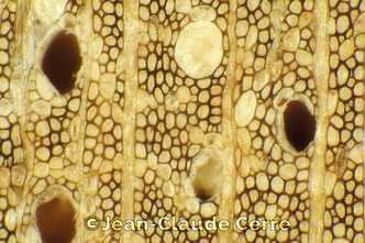 Histoxylographie : Rauvolfia caffra Sond. var. caffra