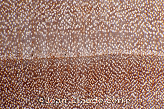 Histoxylographie : Salix exigua Nutt. var. exigua