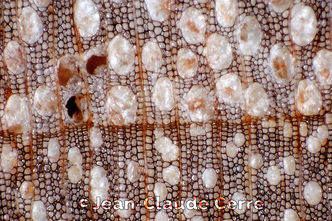 Histoxylographie : Salix exigua Nutt. var. exigua