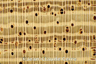 Histoxylographie : Xylopia aromatica (Lam.) Mart., 1841