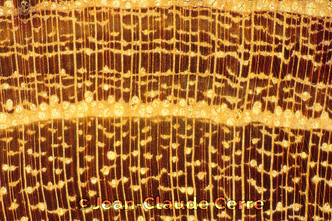 Histoxylographie : Ziziphus jujuba (L.) Mill. var. jujuba