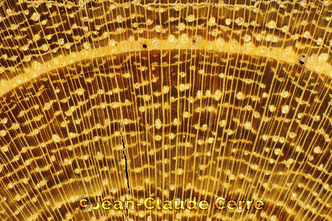 Histoxylographie : Ziziphus jujuba (L.) Mill. var. jujuba