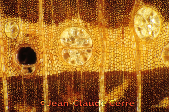 Histoxylographie : Ziziphus jujuba (L.) Mill. var. jujuba